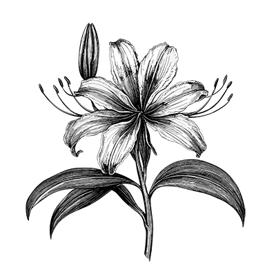 Pink Pepper Catering & Events lily drawing