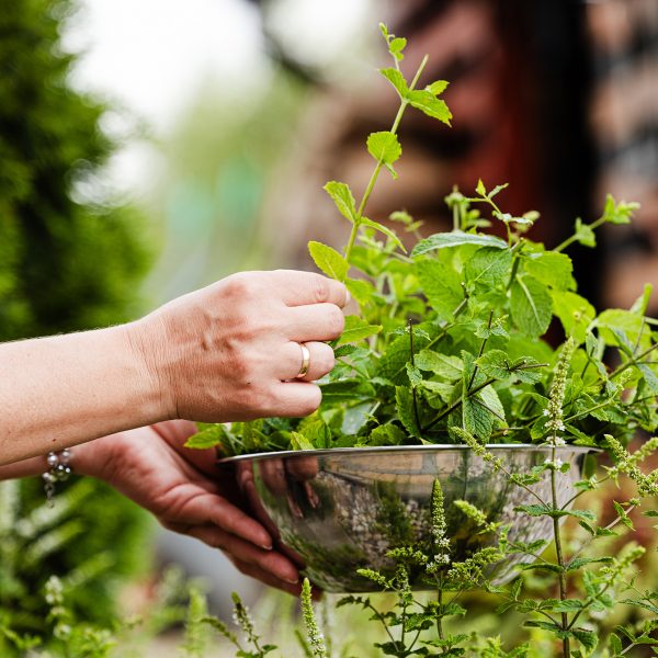 Fresh mint leaves from home garden. Natural ingredient. Minty taste. Organic spice. Homemade herbal drink. Preparing refreshing beverage